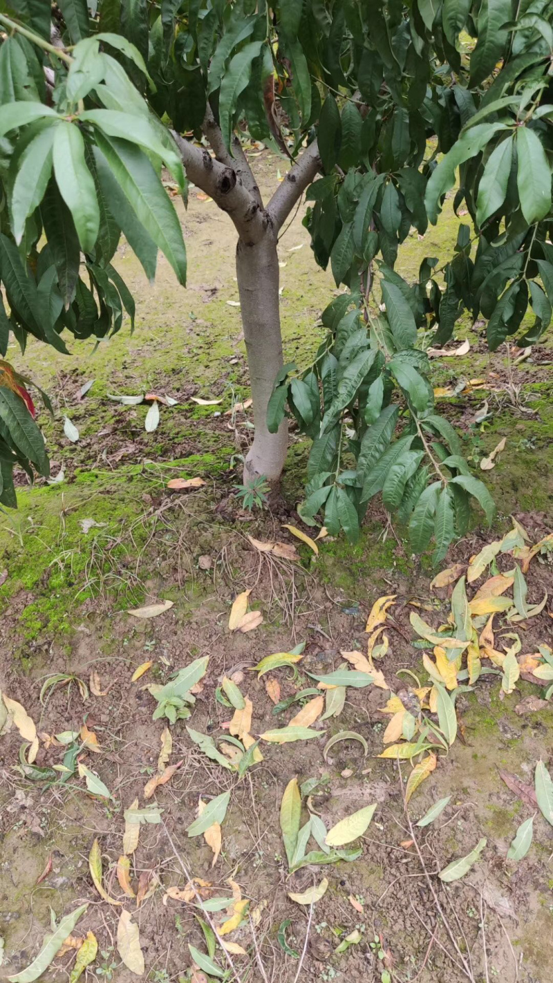 桃树占地桃树4-6-8公分桃树树桩