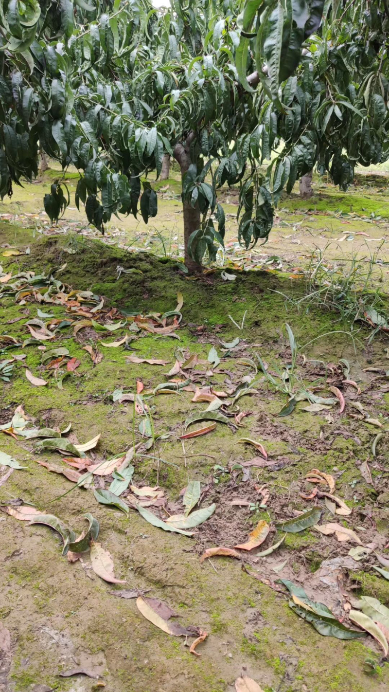 桃树占地桃树4-6-8公分桃树树桩