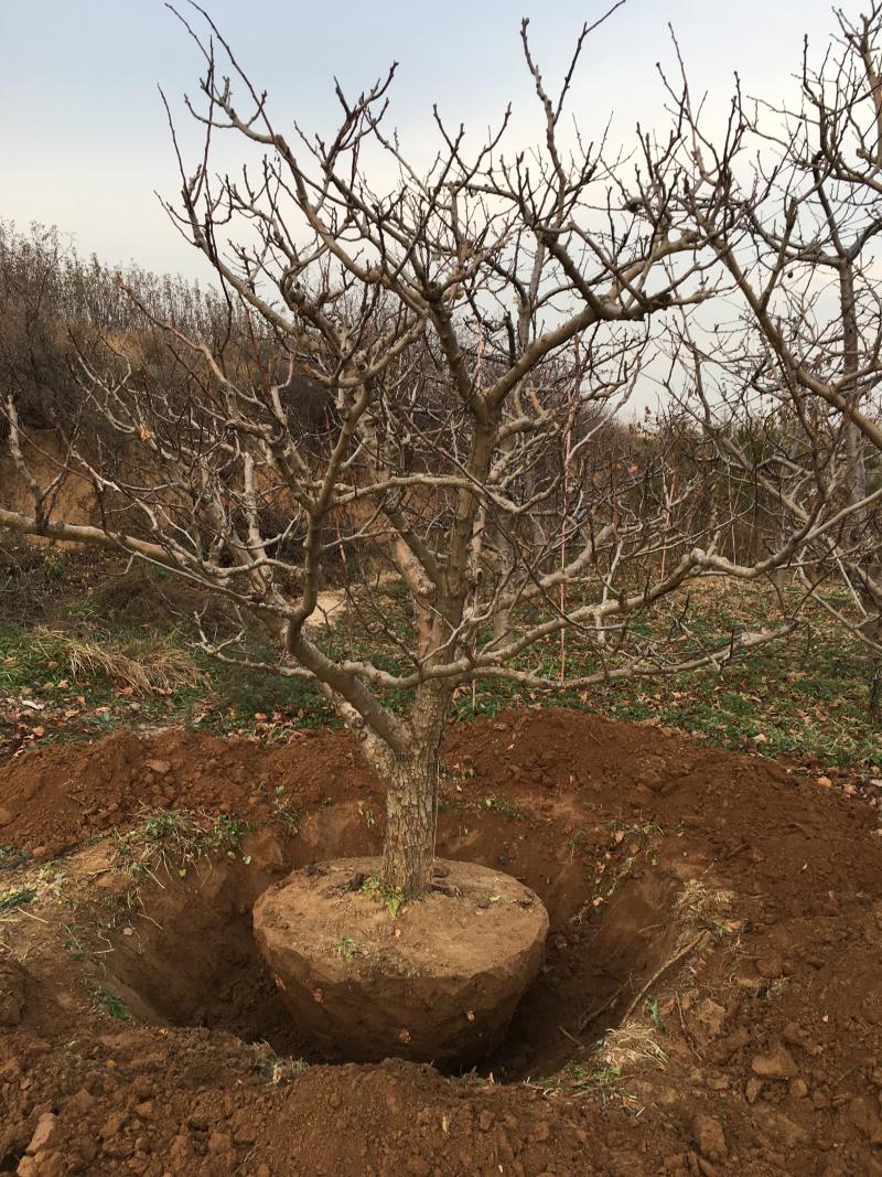 桃树占地桃树4-6-8公分桃树树桩
