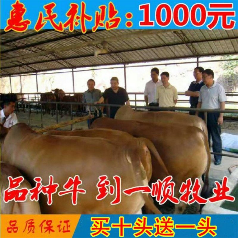 夏洛来牛犊优良品种品质保障提供技术免费运输