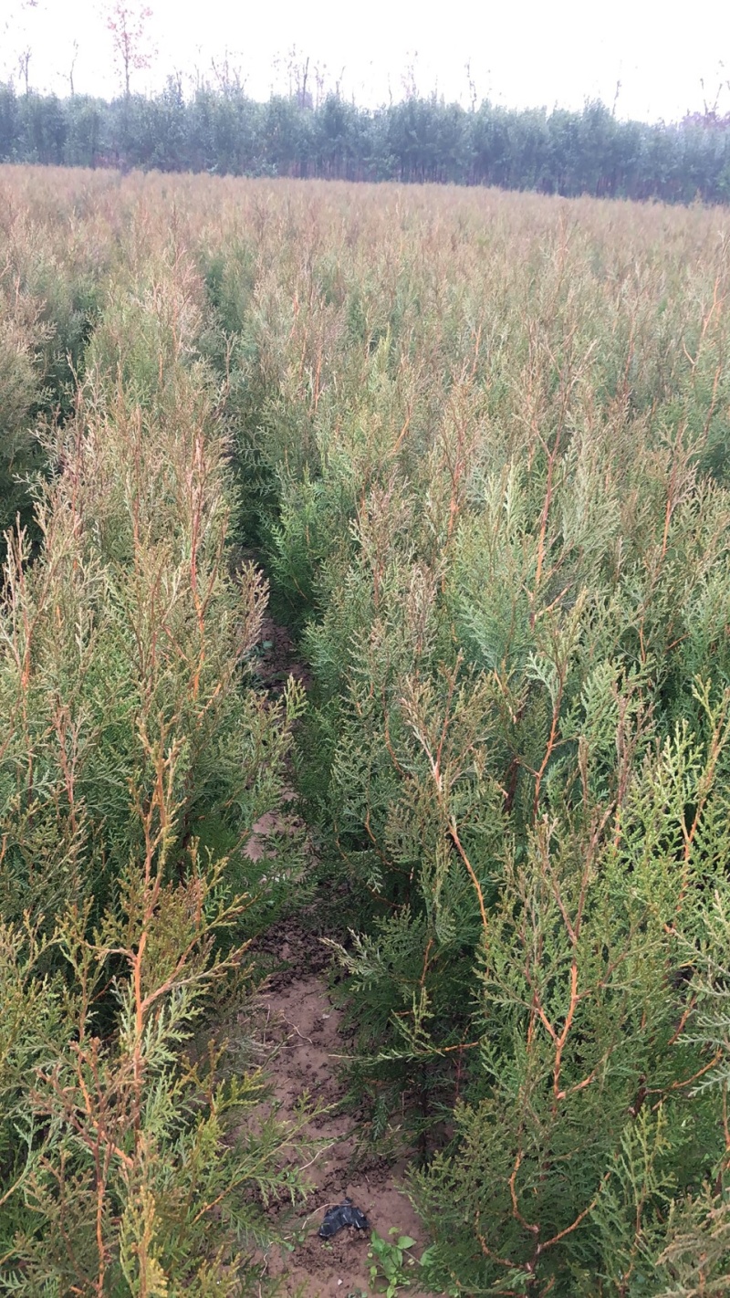 侧柏