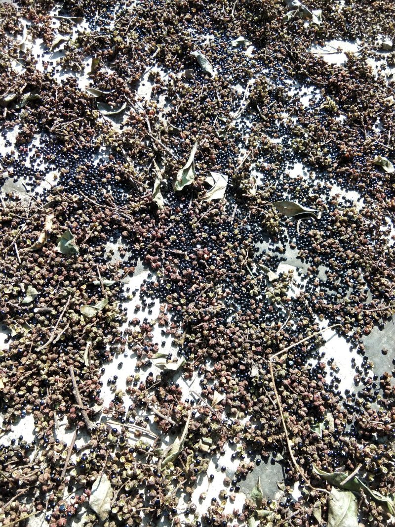 花椒种子传统种植转红青花椒种子传统晒干保证出芽率