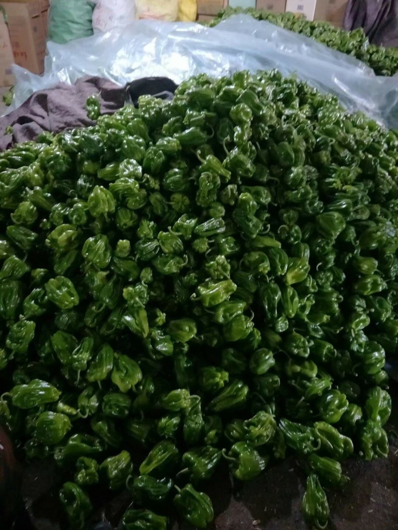 麻辣椒鲜辣椒质量好刚上市产地代办。