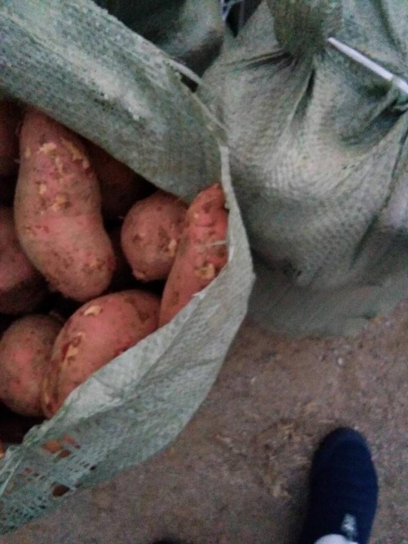 西瓜红，济薯，烟薯25红薯山东红薯大量供应，货源充足。