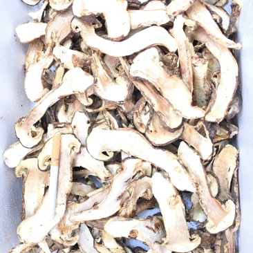 野生去皮松茸干片香格里拉自烘