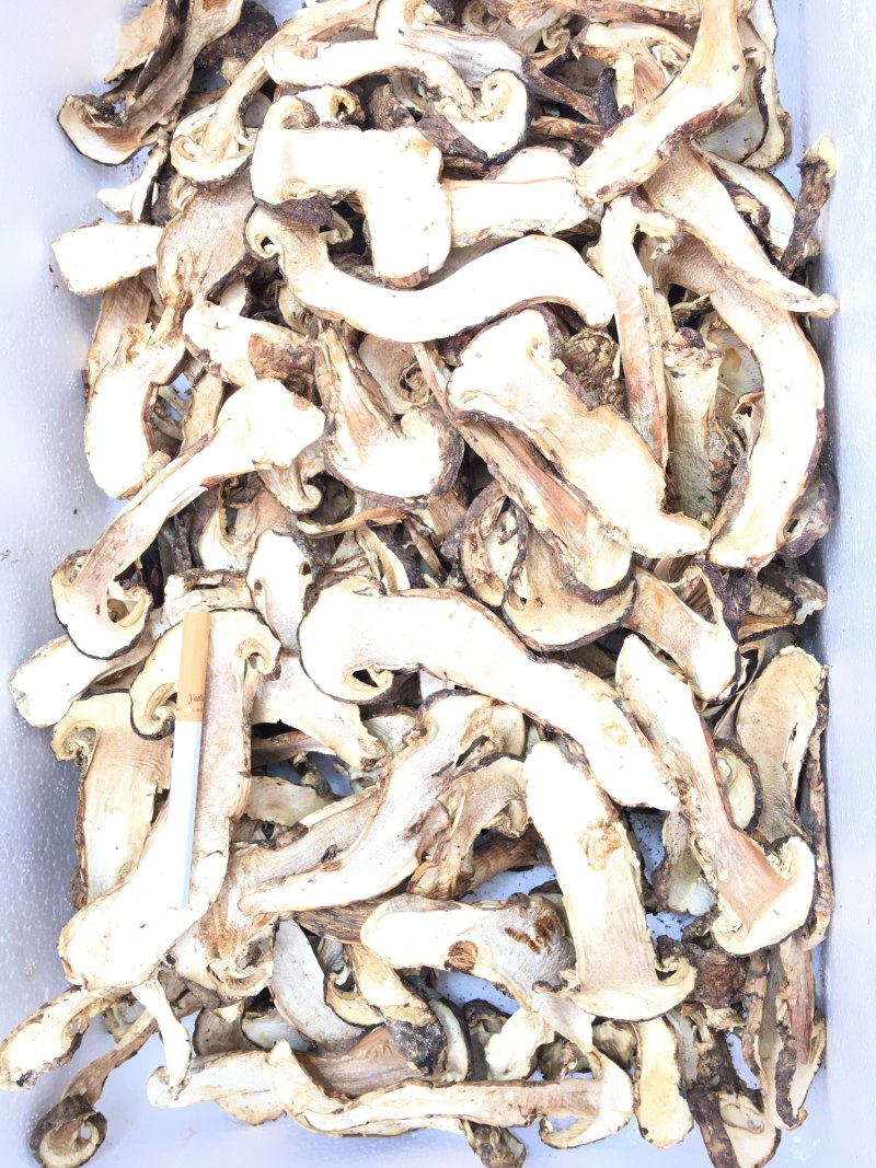 野生去皮松茸干片香格里拉自烘