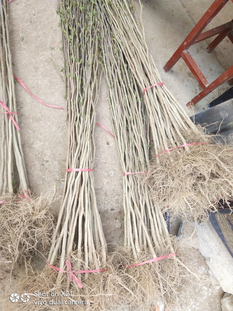 基地直销杜仲树苗，规格齐全，杜仲树苗价格