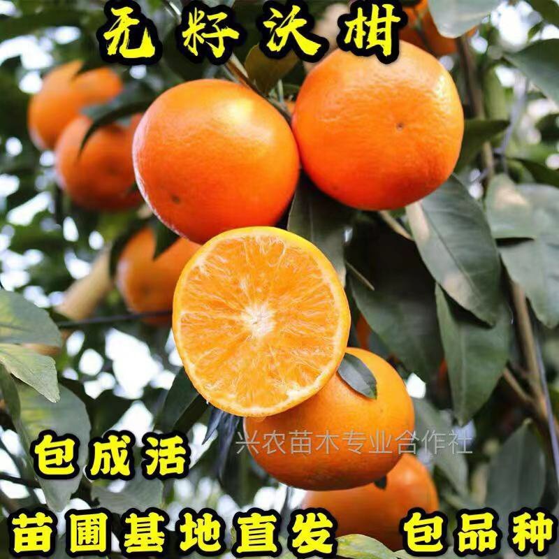 🔥热销【企业认证】无籽沃柑品种纯正基地直发可发票