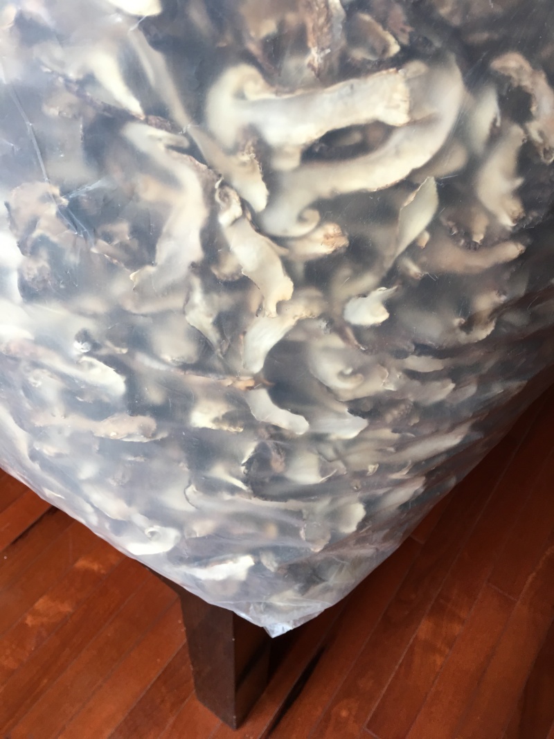 野生带皮松茸干片香格里拉自烘不零售
