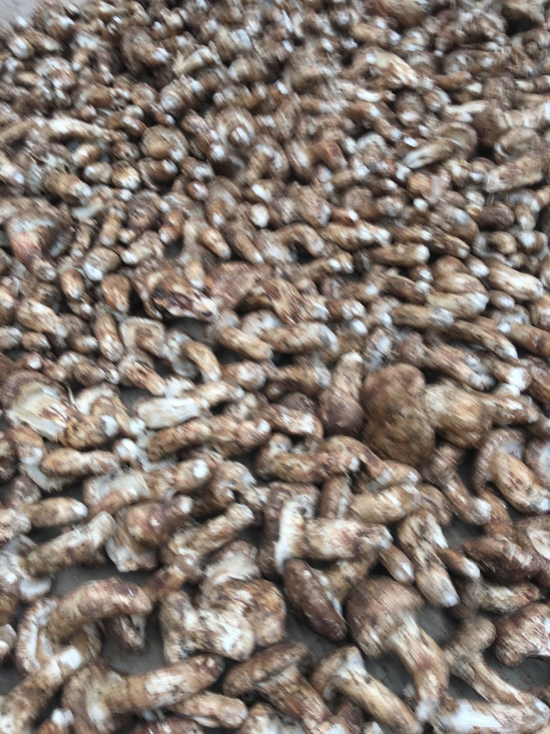 野生带皮松茸干片香格里拉自烘不零售