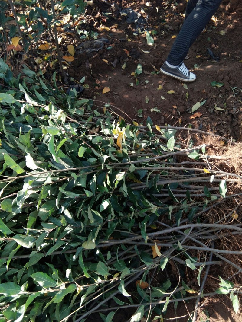 矮化砧苹果苗苹果苗育苗基地苹果苗批发苹果苗新品种