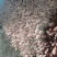 泗水县优质红薯，地窖楚存红薯大量出售中…各种种薯基25等