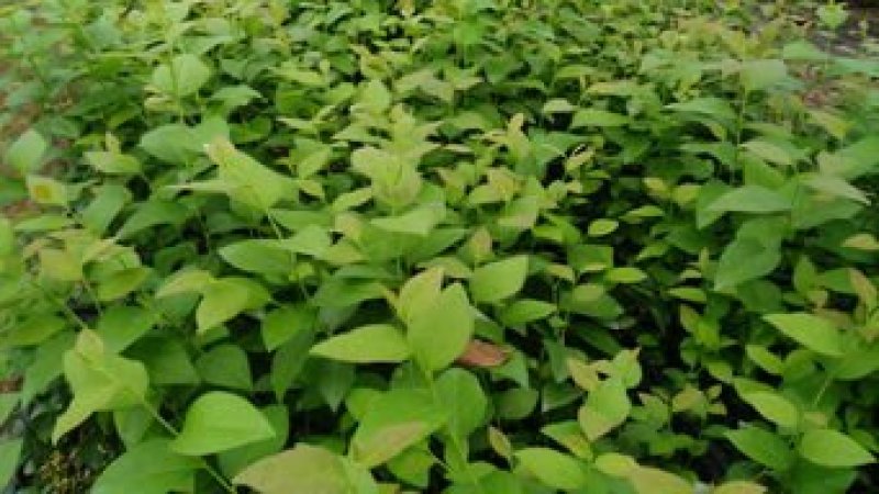 优质蓝莓苗包邮包活品种多，现挖现卖。当年结果。