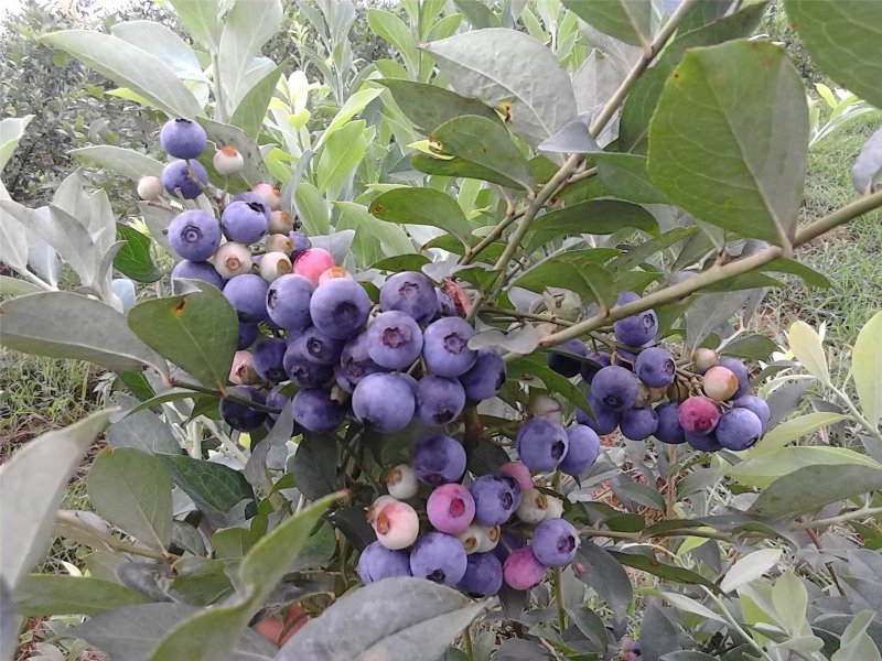 优质蓝莓苗包邮包活品种多，现挖现卖。当年结果。