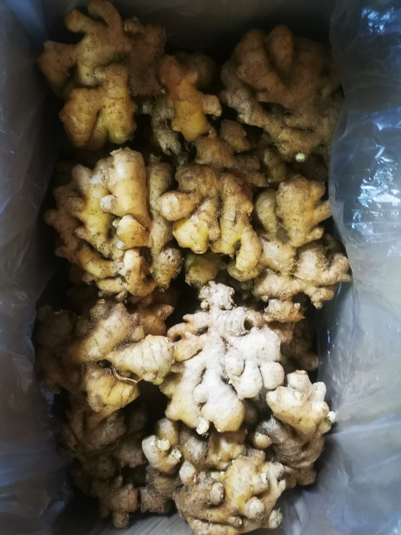泗水县优质小黄姜大量出售中……………………