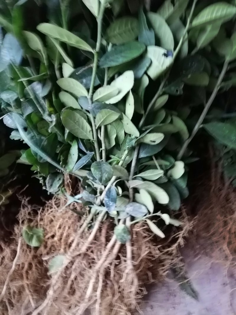 香水柠檬树苗50~80cm上市中产地直销，量大价优，