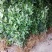 香水柠檬树苗50~80cm上市中产地直销，量大价优，