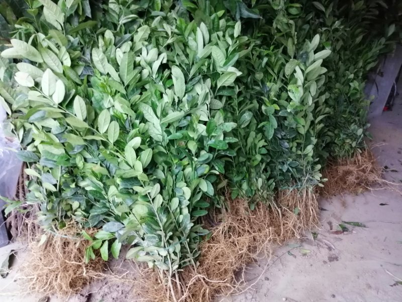 香水柠檬树苗50~80cm上市中产地直销，量大价优，