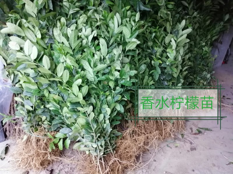 香水柠檬树苗50~80cm上市中产地直销，量大价优，
