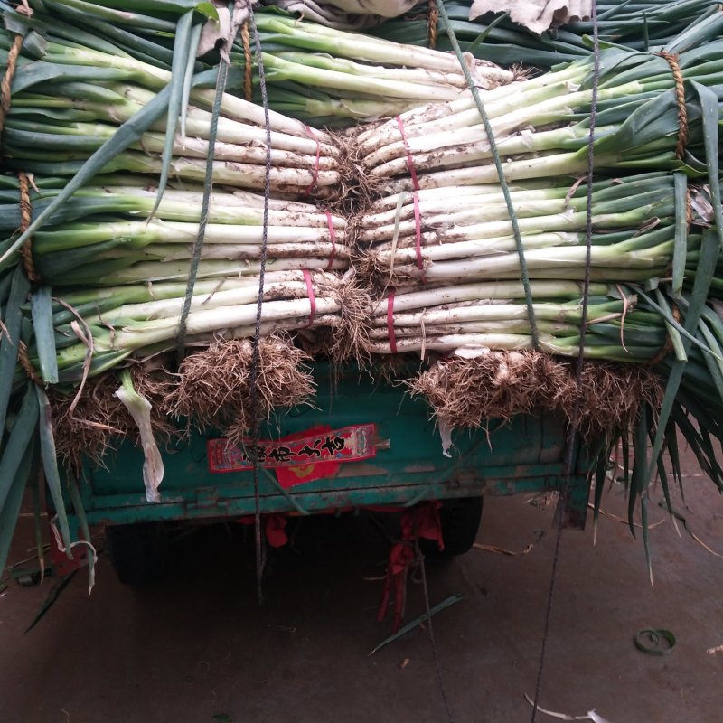 山东滕州大葱大量供应，各种品种规格