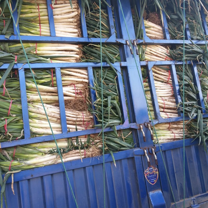 山东滕州大葱大量供应，各种品种规格