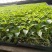 茄子砧木嫁接茄子砧木黄瓜嫁接砧木番茄西红柿嫁接砧木