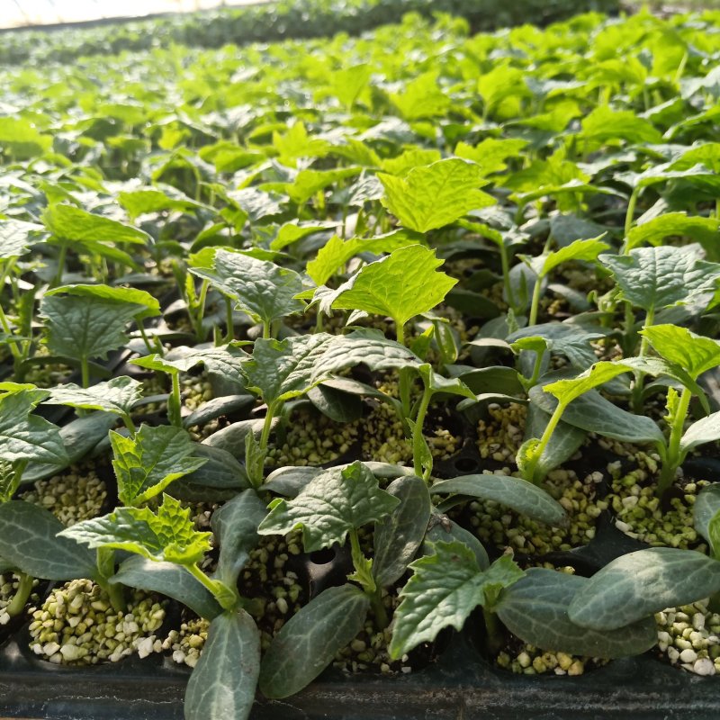 茄子砧木嫁接茄子砧木黄瓜嫁接砧木番茄西红柿嫁接砧木