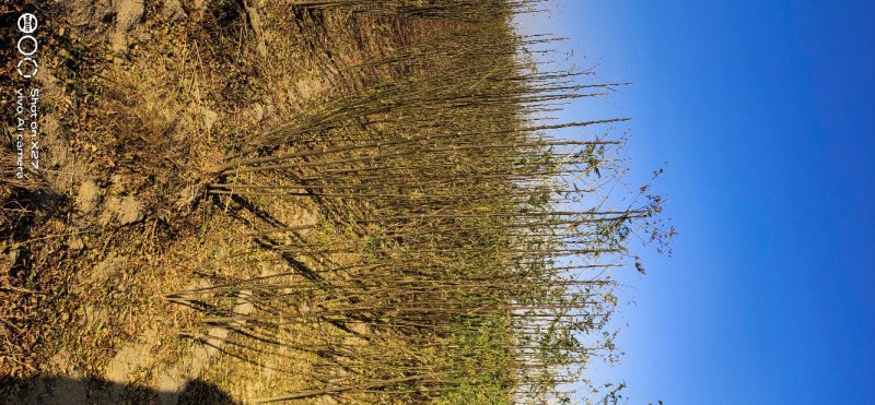 大量批发苦楝树苗1公分左右50万棵