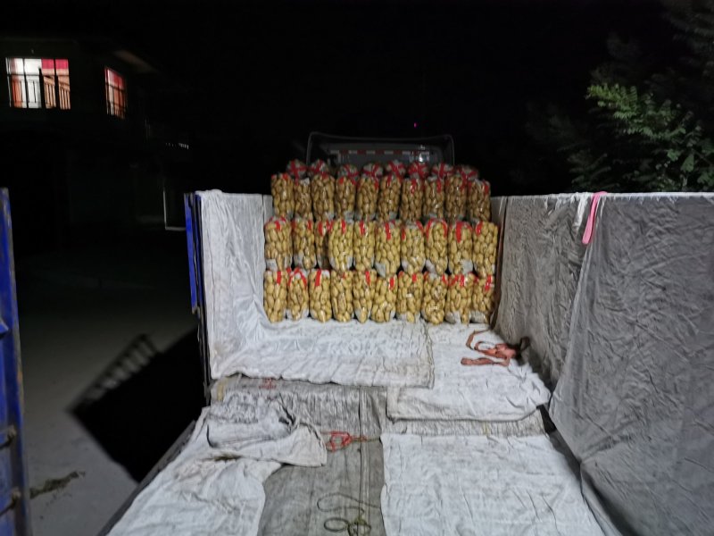 泗水县荷兰土豆大量出售中……………………………