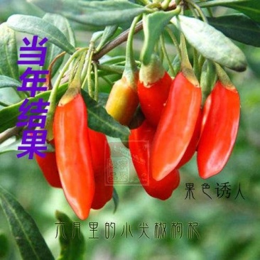 水果枸杞苗3年苗当年结果