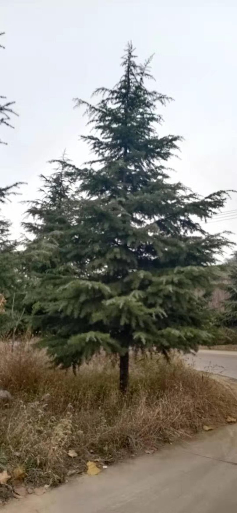 优质雪松，一级二级苗木，4到9米全国发货协助找车