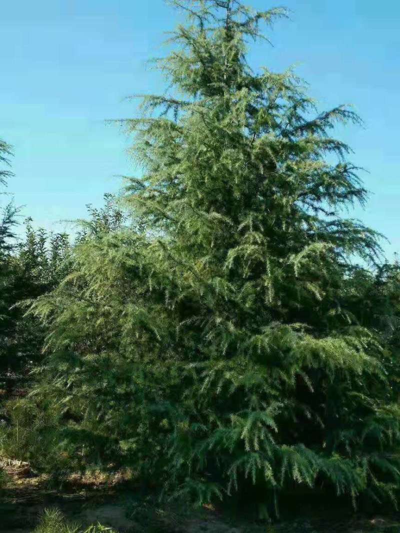优质雪松，一级二级苗木，4到9米全国发货协助找车