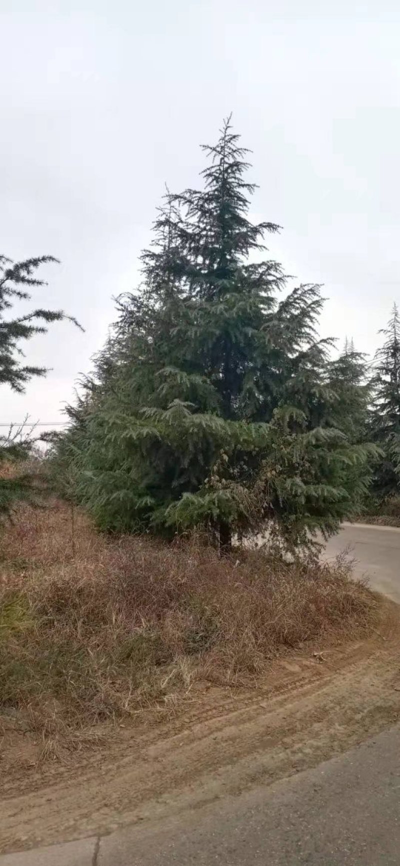 优质雪松，一级二级苗木，4到9米全国发货协助找车