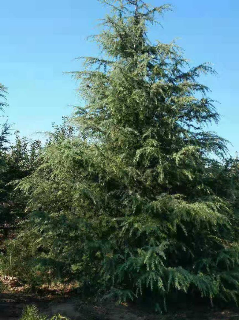 优质雪松，一级二级苗木，4到9米全国发货协助找车