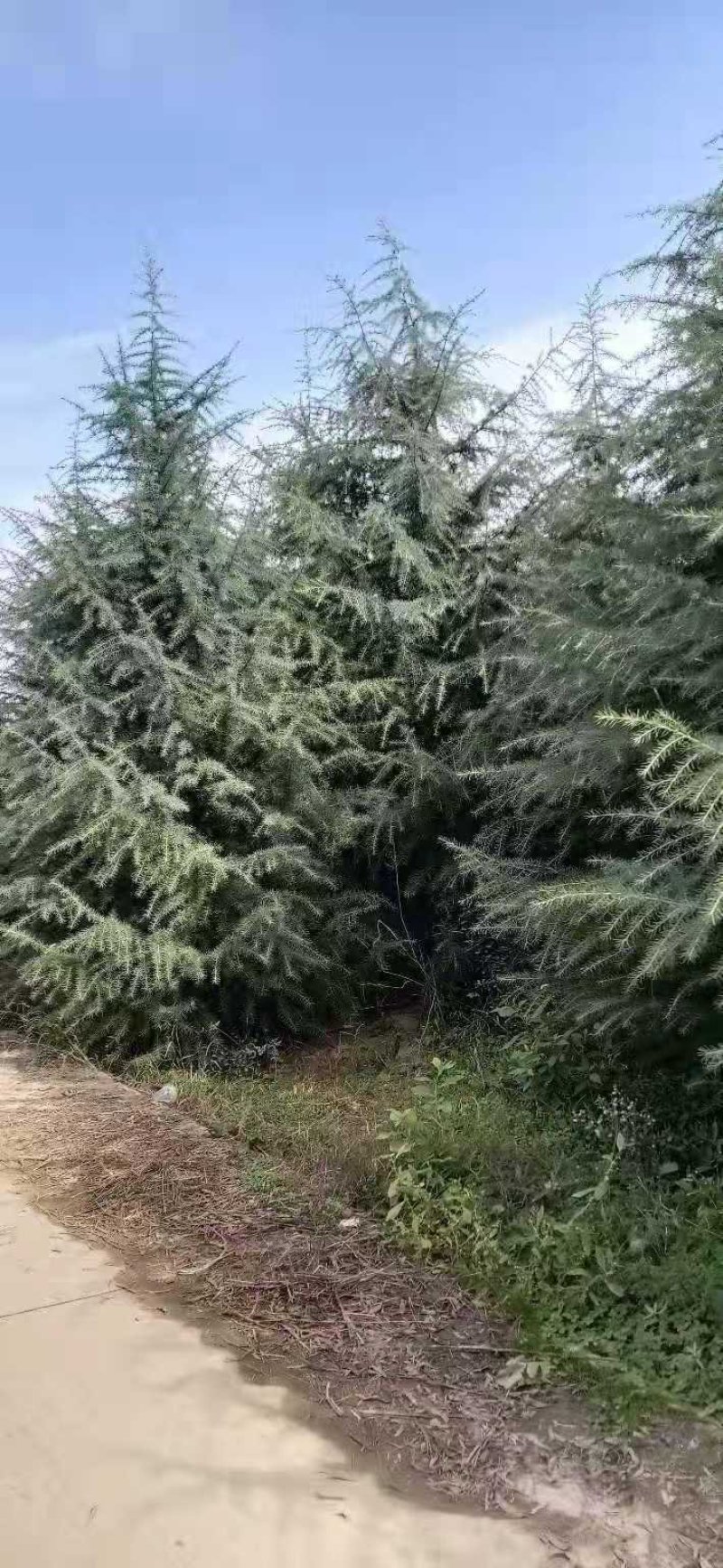优质雪松，一级二级苗木，4到9米全国发货协助找车