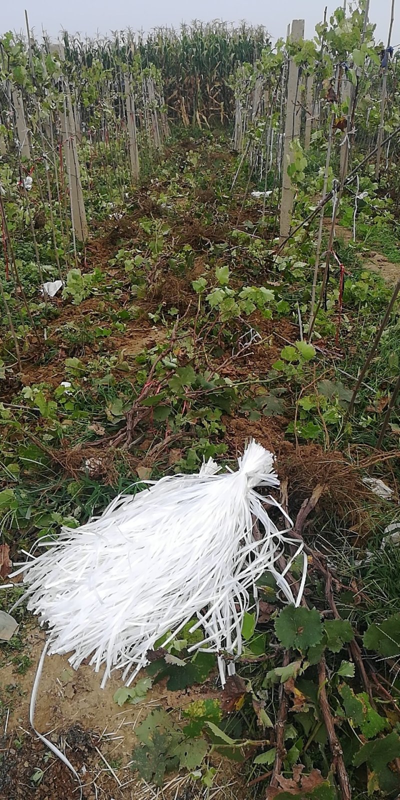 巨峰葡萄树占地赔偿高包成活