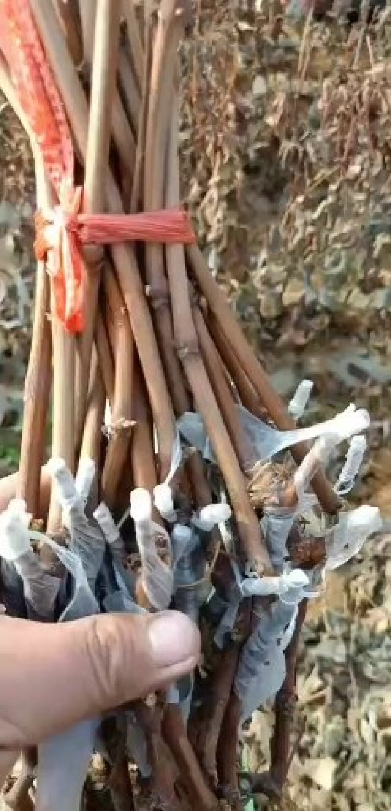 阳光玫瑰，阳光十三，香印青提，红玫瑰富士之辉，葡之梦