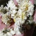 菊花药用纯无硫亳菊1公斤/袋