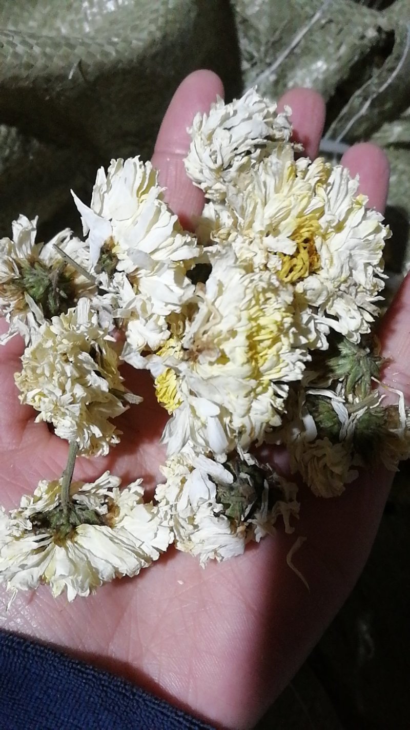 菊花药用纯无硫亳菊1公斤/袋