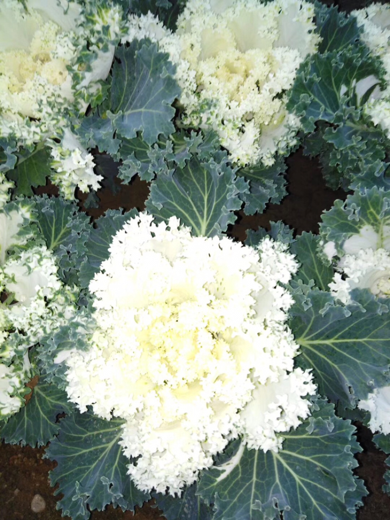 山东青州羽衣甘蓝大量上市