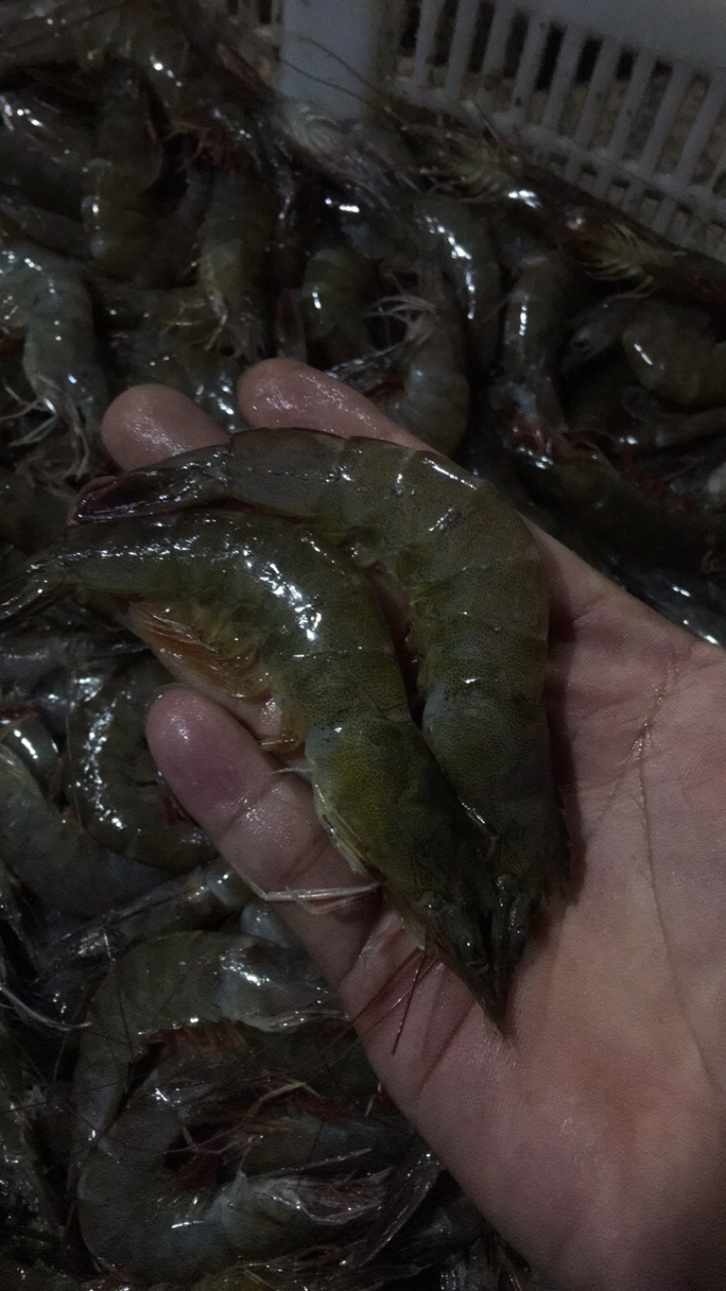 广西，北部湾，基围虾，冰鲜。产地直供。欢迎各位咨询