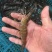广西，北部湾，基围虾，冰鲜。产地直供。欢迎各位咨询