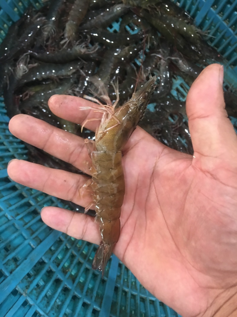 广西，北部湾，基围虾，冰鲜。产地直供。欢迎各位咨询