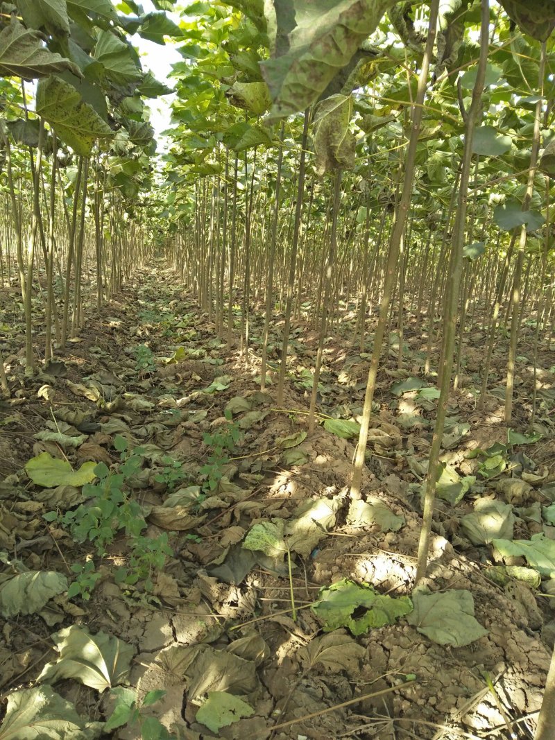 精品梓树1.5-2.5公分当年苗自己苗圃