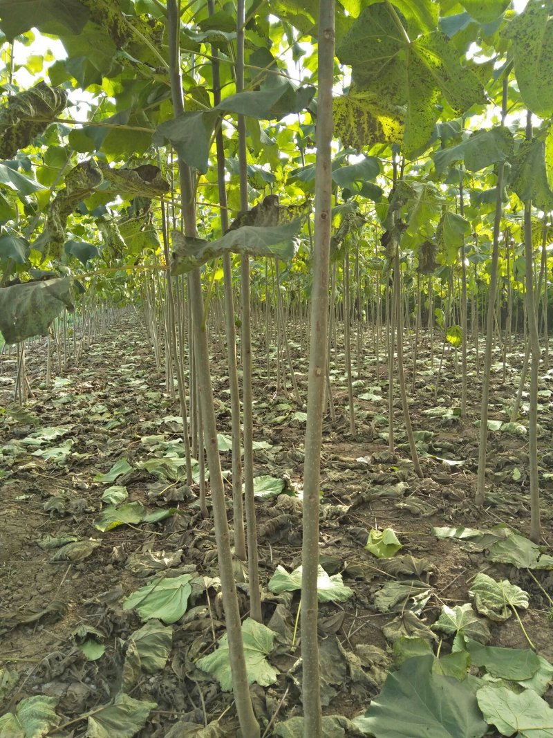精品梓树1.5-2.5公分当年苗自己苗圃