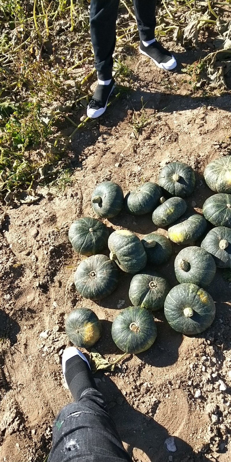 辽宁锦州凌海南瓜产地直接供应，货源充足，质量好，全国代发