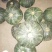 辽宁锦州凌海南瓜产地直接供应，货源充足，质量好，全国代发