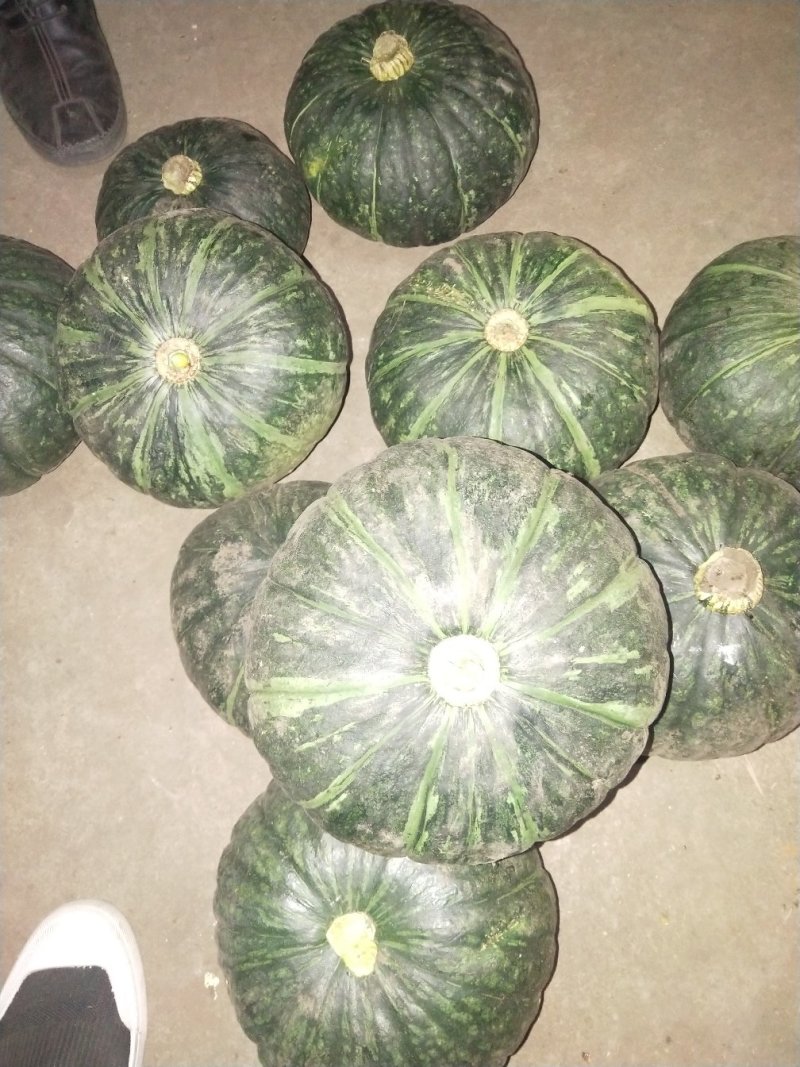 辽宁锦州凌海南瓜产地直接供应，货源充足，质量好，全国代发