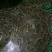 飞扬草大飞扬乳籽草飞相草节节花大飞杨批发零售