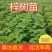【有好货】精品梓树2-4公分梓树自己苗圃量大从优